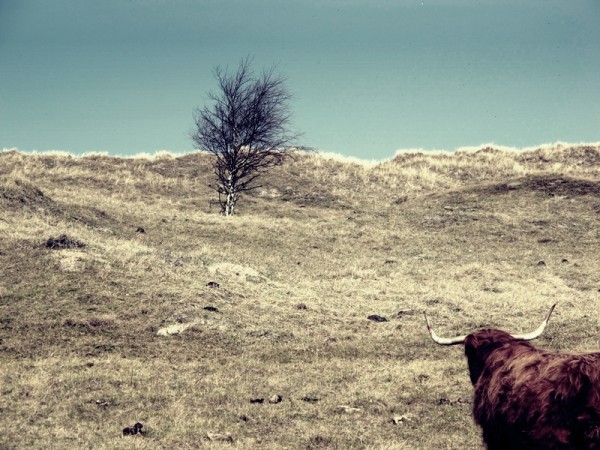 Rind blickt auf Baum und Düne am Weissenhäuser Strand