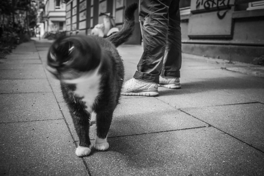 Katze schüttelt sich auf der Strasse